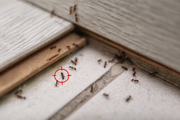 Best Pest Removal Services  in Somers, MT
