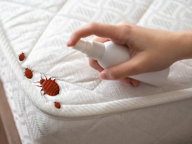 Best Wasp Removal Services  in Somers, MT