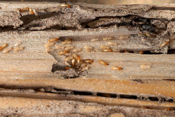 Best Pest Control Near Me  in Somers, MT