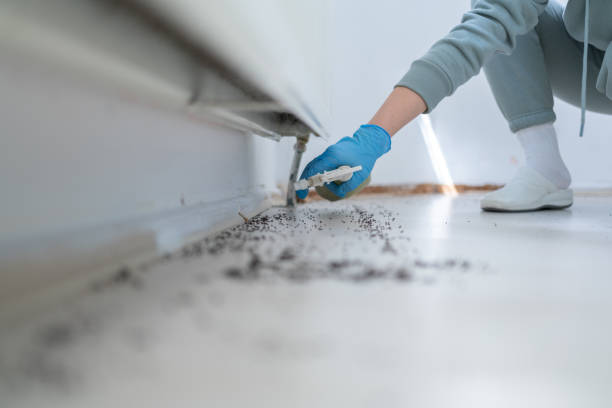 Best Ant Control Services  in Somers, MT